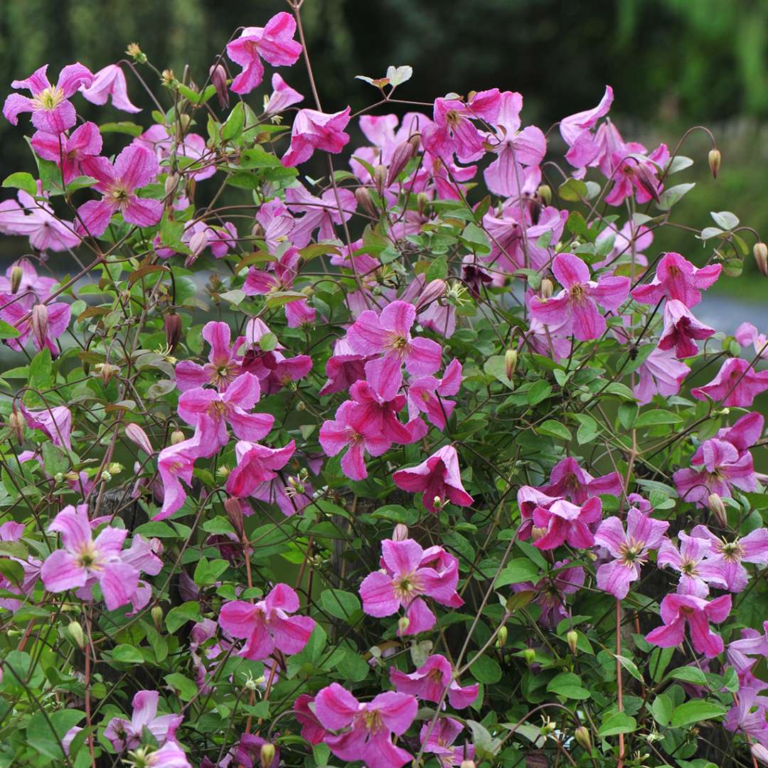 Dozens of Pink Mink Clematis blooms covering support